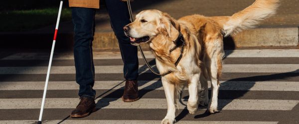 Blind man with guide dog walking on crosswalk.